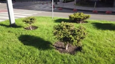 Yeşil bir çiçek tarhında Japon Bonsai ağaçları. Cüce bonsai ağaçlarından yapılmış insan yapımı bir park.