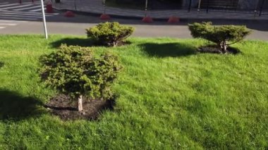 Açık havada yeşil bir çiçek tarhında Japon Bonsai ağaçları. Cüce bonsai ağaçlarından yapılmış insan yapımı bir park.
