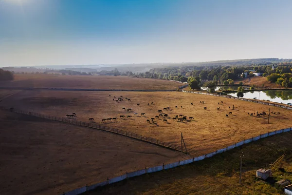 Una manada de caballos en un paddock en el otoño entre los campos - foto aérea — Foto de Stock