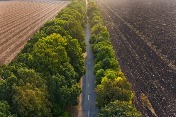 Estrada reta para a distância entre árvores e campos - tiro aéreo — Fotografia de Stock