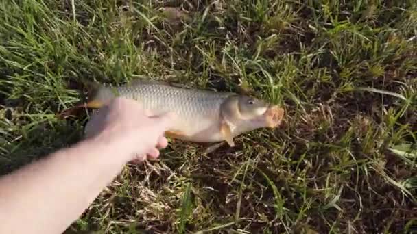 L'homme montre la carpe capturée sur l'herbe avant de la relâcher dans l'eau — Video