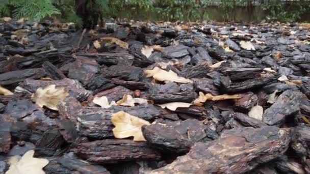 Tall brun naturlig bark på rabatter närbild — Stockvideo