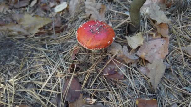 Een vlieg met een rode hoed tussen het herfst droge gras in het bos — Stockvideo