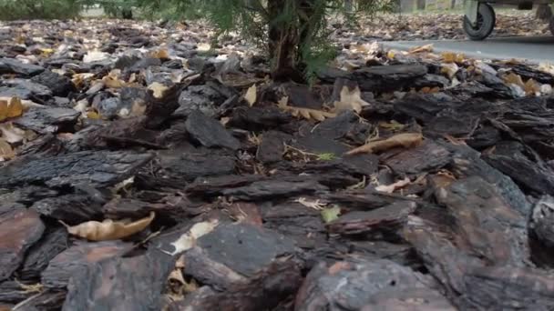 Natuurlijke dennenbruine schors mulch op bloembed close-up — Stockvideo