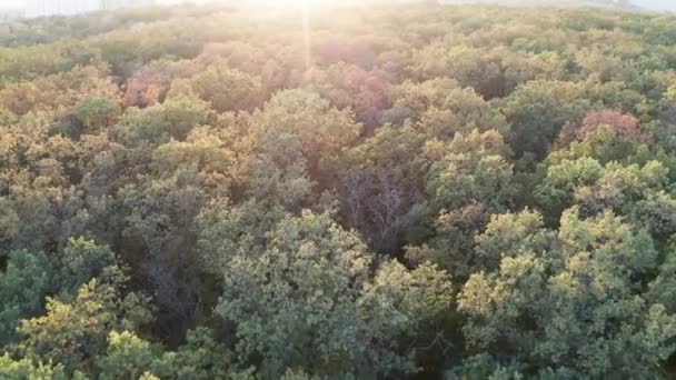 Vliegen over het bladverliezende vergeelde herfstbos bij zonsondergang — Stockvideo