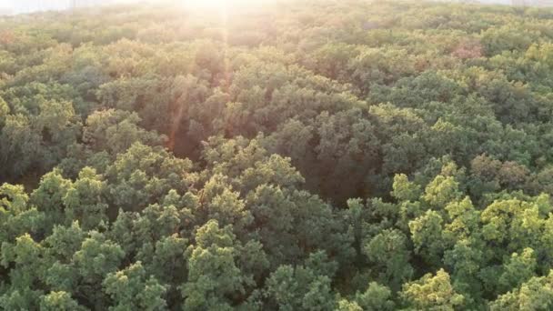 Vliegen over herfstbos bij zonsondergang — Stockvideo