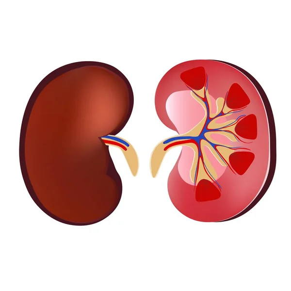 3 d のリアルな解剖学ベクトル腎臓、腎。人間の解剖学.医学 concpet、白い背景で隔離の vecotor 図 — ストックベクタ