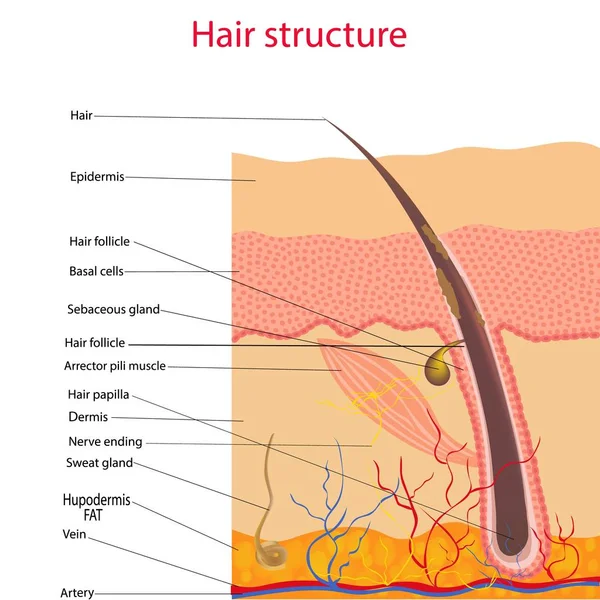 Die anatomische Struktur der Haare auf dem Kopf einer Person unter dem Mikroskop aus nächster Nähe. Vektorillustration. — Stockvektor
