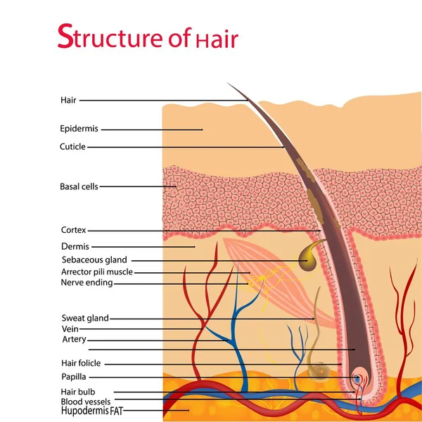 Yapısı ve döngüleri tüylerin mikroskop yakın çekim altında bir insan kafası. Vektör çizim. Saçlı derinin altında. — Stok Vektör