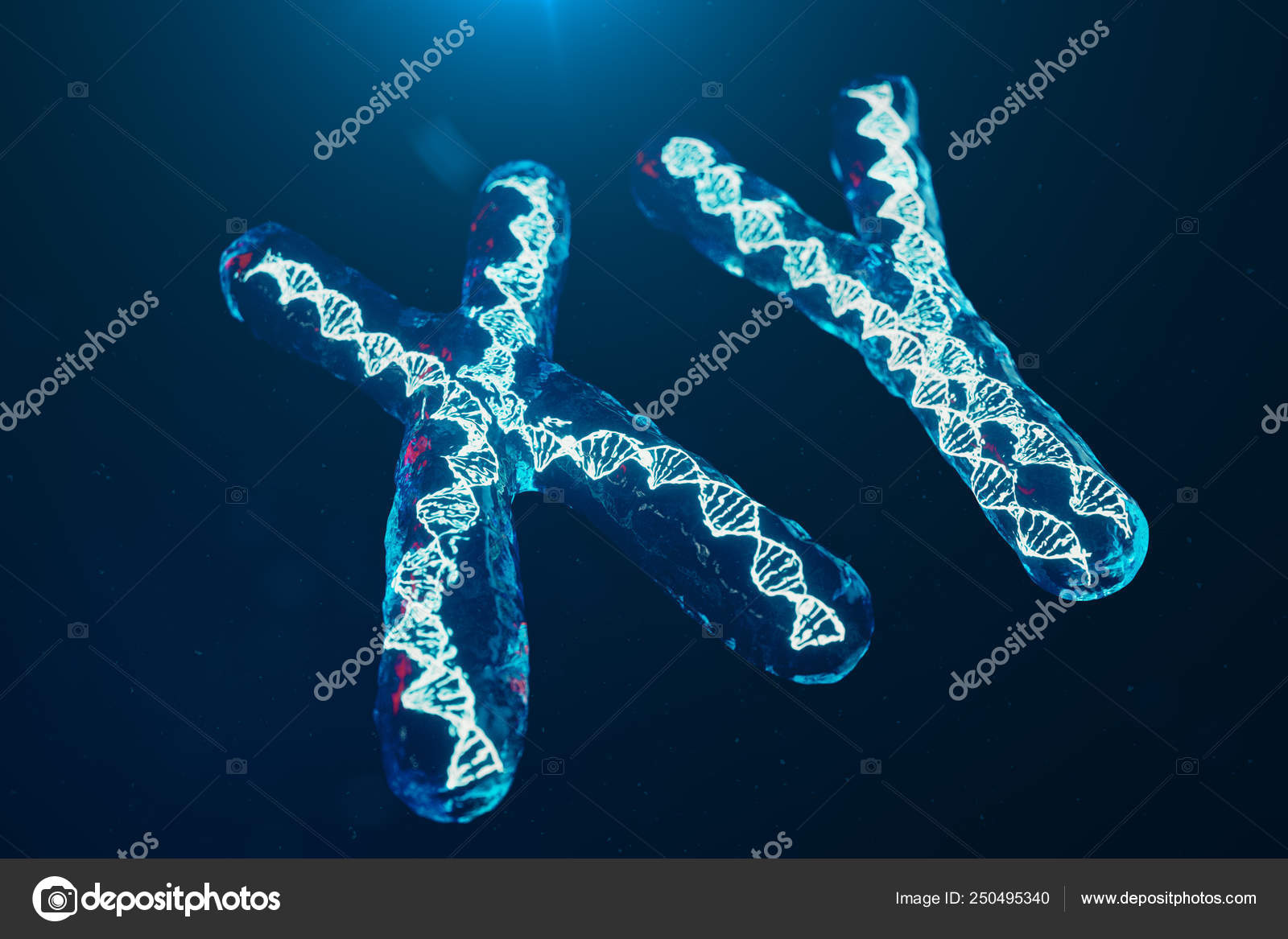 Хромосома. Сколько хромосом у животных. Животные с 2 хромосомами. Царство животные хромосомы. Что если у человека 48 хромосом.