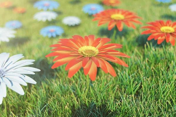Bela flor de laranja solta em um fundo de grama em um dia ensolarado. Flor de gerbera ou flor de margarita. Fundo bonito para o seu design, site, ilustração 3D — Fotografia de Stock