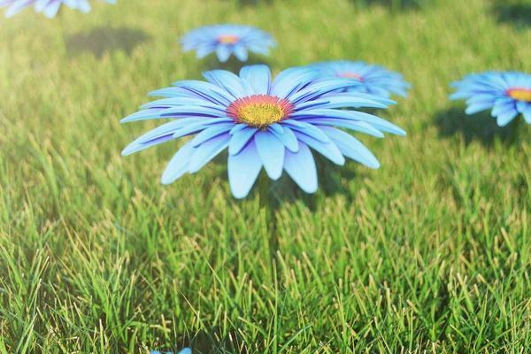 Bela flor azul florescendo em um fundo de grama em um dia ensolarado. Flor de gerbera ou flor de margarita. Fundo bonito para o seu design, site, ilustração 3D — Fotografia de Stock