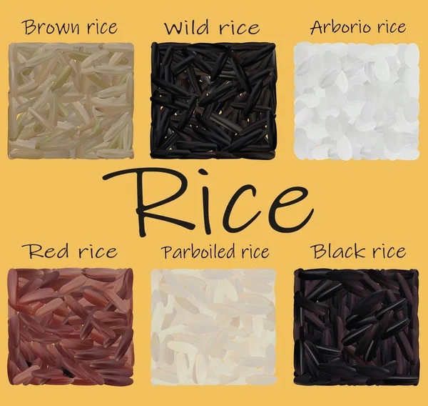 Rice set, black, red, parboiled, arborio, brown, wild. 3d Vector illustration. Realistic rice close up. — Stock Vector