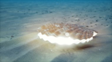 Su altında incinin annesi. Kapalı deniz kabuğu su altı kendi kendine içeriden parlak. Sualtı kumlu deniz tabanında istiridye ve inci. Güneş ışığı kirişler ve su ile parlaklık, 3d İllüstrasyon