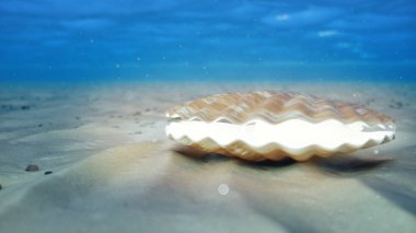 Su altında incinin annesi. Kapalı deniz kabuğu su altı kendi kendine içeriden parlak. Sualtı kumlu deniz tabanında istiridye ve inci. Güneş ışığı kirişler ve su ile parlaklık, 3d İllüstrasyon