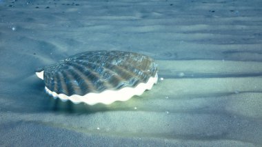 Su altında incinin annesi. Kapalı deniz kabuğu su altı kendi kendine içeriden parlak. Sualtı kumlu deniz tabanında istiridye ve inci. Güneş ışığı kirişler ve su ile parlaklık, 3d İllüstrasyon