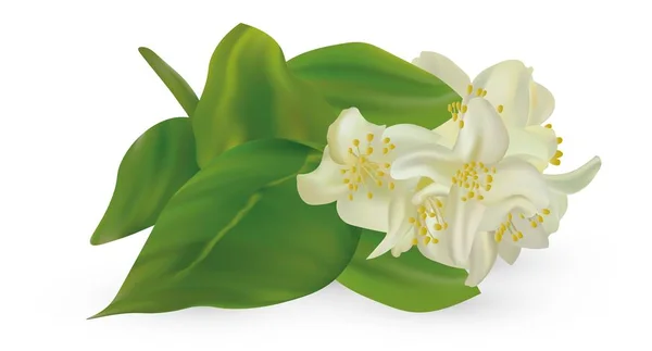 3d réaliste jasmin blanc sur fond blanc. Branche jasmin fermer. Illustrateur vectoriel . — Image vectorielle