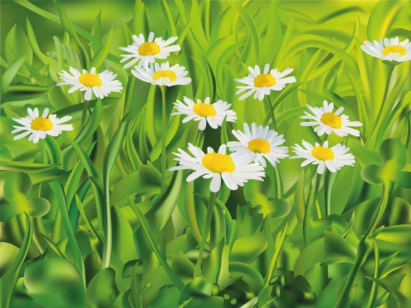 Lente groen gras en chomomile. 3D vector realistisch landschap. Realistisch gras met kamille. — Stockvector