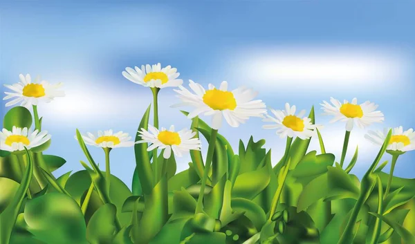 Spring green grass and chomomile. 3d vector realistic landscape. Realistic chomomile in blue background.