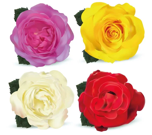 Schöne Rosen isoliert auf weißem Hintergrund. Rosen gelb, weiß, rot, koralle. 3D realistische Blumen. Vektorillustrator — Stockvektor