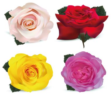 Set gül beyaz arka plan üzerinde izole. Güller sarı, mercan, kırmızı, bej. 3d gerçekçi çiçekler. Güzel güller. Vektör çizimi