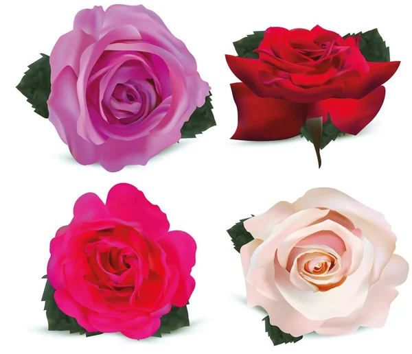 Conjunto de rosas isoladas sobre fundo branco. Rosas rosa, roxo, vermelho, bege. 3d flores realistas. Lindas rosas. Ilustração vetorial —  Vetores de Stock