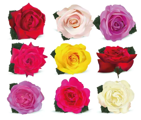 Kollektion Rosen auf weißem Hintergrund. Symbol stieg. Rosen rot, beige, lila, rosa, koralle, gelb, weiß. 3D realistische Rosen aus nächster Nähe. Schöne von neun stieg. Vektorillustration. — Stockvektor