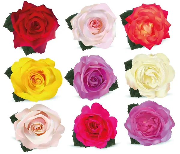 Collectie rozen op witte achtergrond. Icon Rose. Rozen rood, beige, paars, roze, wit, koraal, geel, oranje-geel. 3D realistische rozen close-up. Mooi van negen Rose. Vector illustratie. — Stockvector