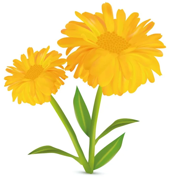 3d realistic calendula with green leaf on white background. Marigold flowers. Vector illustrator. Calendula close up. — Stock Vector