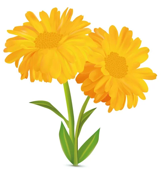 3d realistic calendula with green leaf on white background. Marigold flowers. Vector illustrator. Calendula close up. — Stock Vector