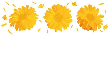 3D gerçekçi kadife çiçeği. Calendula beyaz arka planda izole. Üst görünüm. Vektör Illustrator. Calendula yakın çekim