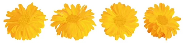 Bunga marigold realistis 3d. Calendula diisolasi pada latar belakang putih. Pemandangan bagus. Vektor ilustrator. Calendula tutup - Stok Vektor