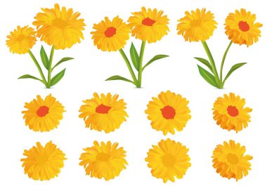 3D gerçekçi Calendula. Beyaz arka planda izole kadife çiçeği ayarlayın. Calendula officinalis. Vektör Illustration. Marigold yakın çekim.