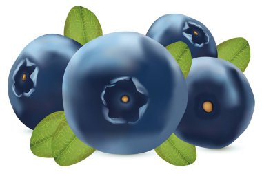 Orman meyvesi. Beyaz arka planda 3D gerçekçi Blueberry. Yaban mersini kapatın. Vektör Illustration.