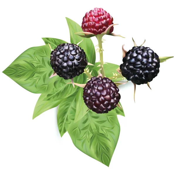 3D realistische schwarze Himbeere isoliert auf weißem Hintergrund. Sammlung reife schwarze Himbeere mit grünem Blatt. frische Beeren Nahaufnahme. Vektorillustration. — Stockvektor