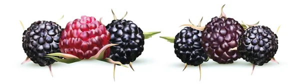 Vektor illustration av BlackBerry isolerad på vit bakgrund. Kollektion mogna svarta hallon. Somrar, färska bär närbild. 3D realistisk illustration — Stock vektor
