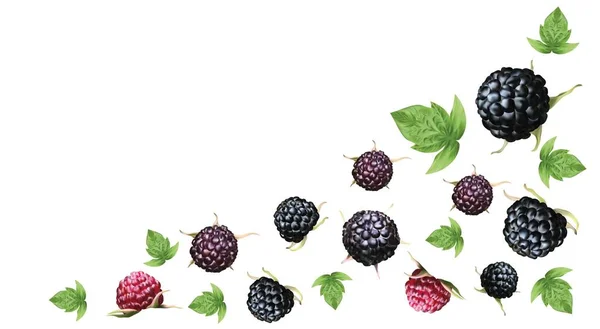 Świeży dojrzały jeżyna z grren leaft izolowane na białym tle. Lato Berry zbliżenie. 3D realistyczny czarny malina z kopią miejsca dla Ciebie tekst. Banner. Ilustracja wektorowa. — Wektor stockowy