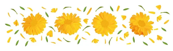 Set marigold flower with green leaf. 3D realistic calendula in motion isolated on white background. Summer flower close up. Vector illustration. — Stock Vector
