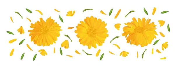 Atur bunga marigold dengan daun hijau. Kalender realistis 3D bergerak terisolasi pada latar belakang putih. Bunga musim panas tutup. Ilustrasi vektor . - Stok Vektor