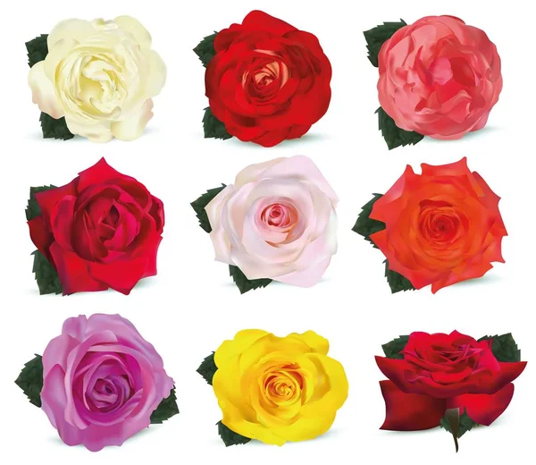 3d逼真的玫瑰孤立在白色背景上。设置玫瑰白色，橙黄，粉红色，红色，米色，橙色，紫色，黄色与绿叶。花特写。矢量插图。夏花. — 图库矢量图片