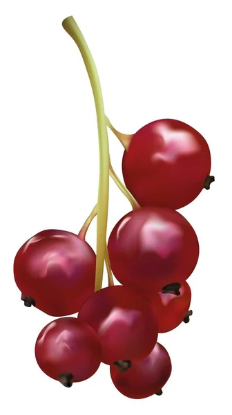 3D realistiska röda vinbär bär på vit bakgrund. Färsk bär närbild. Vackra röda vinbärs bär. Vektor illustration — Stock vektor