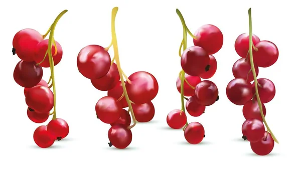 Beyaz arka planda kırmızı frenk üzümü berry toplama. 3d gerçekçi çilek yakın. Vektör çizimi. — Stok Vektör