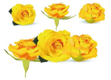 Koleksiyon sarı gül. Narin güller. Ayrıntılı rötuş. Çiçek yakın. Beyaz arka plan üzerinde yeşil yapraklı 3d gerçekçi güller. Vektör çizimi.