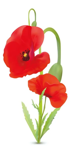 3D realistiska röda vallmo blommor. Vacker beackground. Red Poppies närbild. Natur. Sommar blomma. Vektor illustration. — Stock vektor