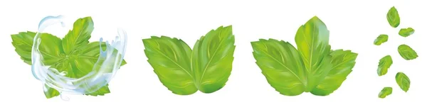 3d realistiche foglie di menta con spruzzi d'acqua. Raccolta di menta fresca isolata su fondo bianco. Icone. Illustrazione vettoriale — Vettoriale Stock