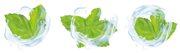 3D realistische Mint bladeren met splash water. Collectie van verse munt en splash water geïsoleerd op witte achtergrond. Pictogrammen. Vector illustratie — Stockvector