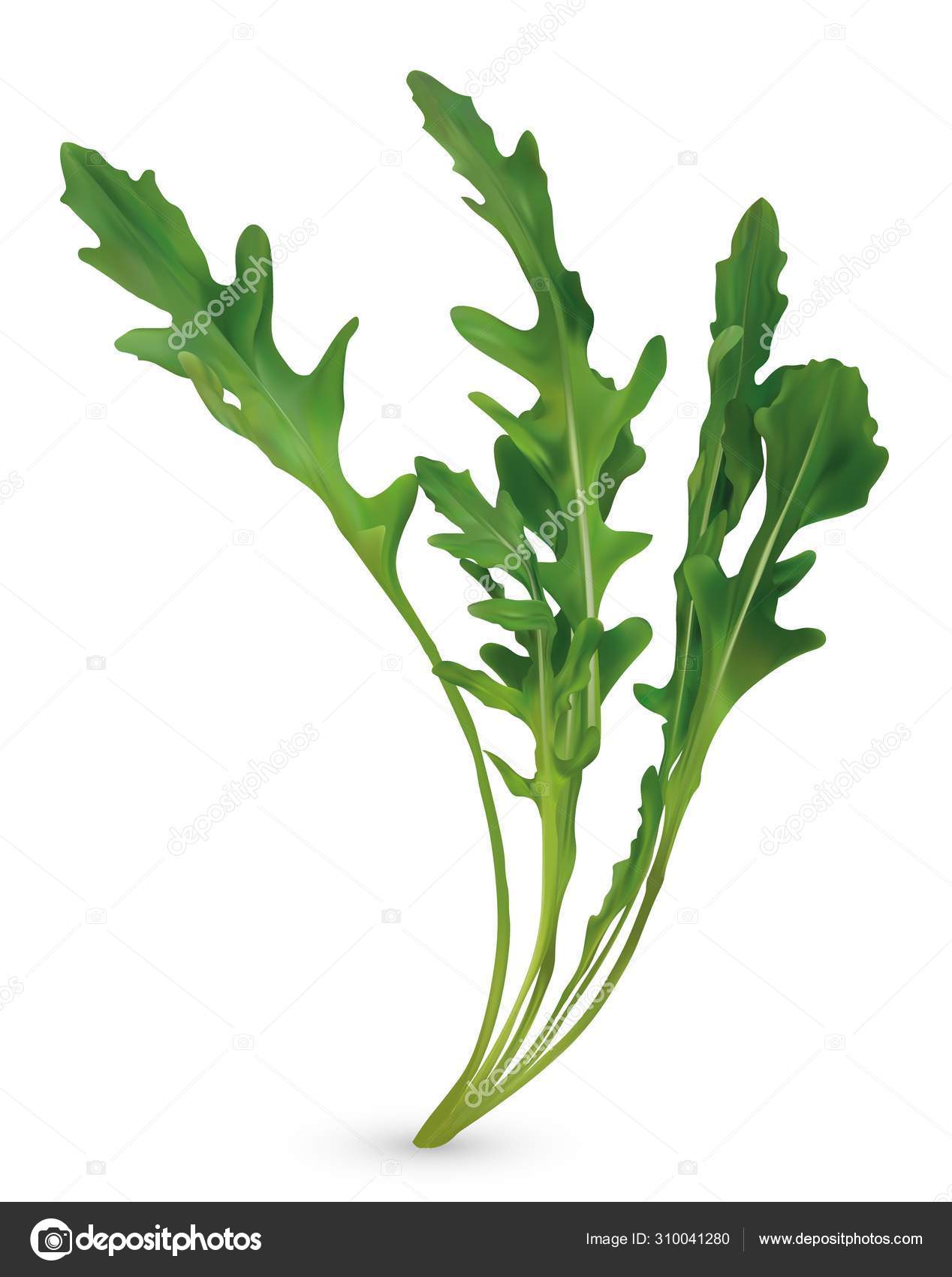 57 Eruca Sativa Vector Images Royalty Free Eruca Sativa Vectors Depositphotos