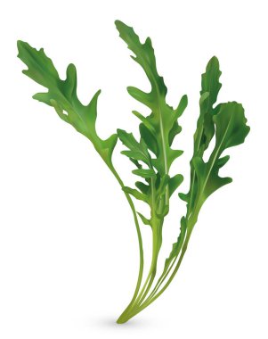 3d gerçekçi rucola. Taze salata ya da rucola. Toplama yeşil yaprak arugula beyaz arka plan üzerinde izole. Menünüz için Arugula. Vektör çizimi.