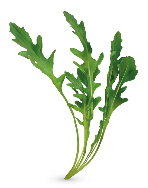 3D 현실적인 루콜라. 신선한 샐러드 또는 루콜라. 흰색 배경에 고립 된 컬렉션 녹색 잎 arugula. 메뉴에 대한 아루굴라. 벡터 일러스트레이션. — 스톡 벡터