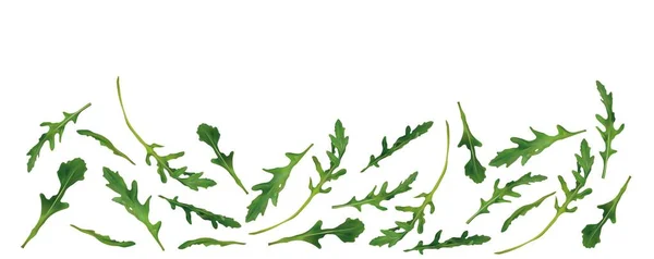 Belle rucola fraîche isolée sur fond blanc. Salade ou rucola. Roquette réaliste 3D avec espace de copie pour vous texte. Bannière. Illustration vectorielle — Image vectorielle